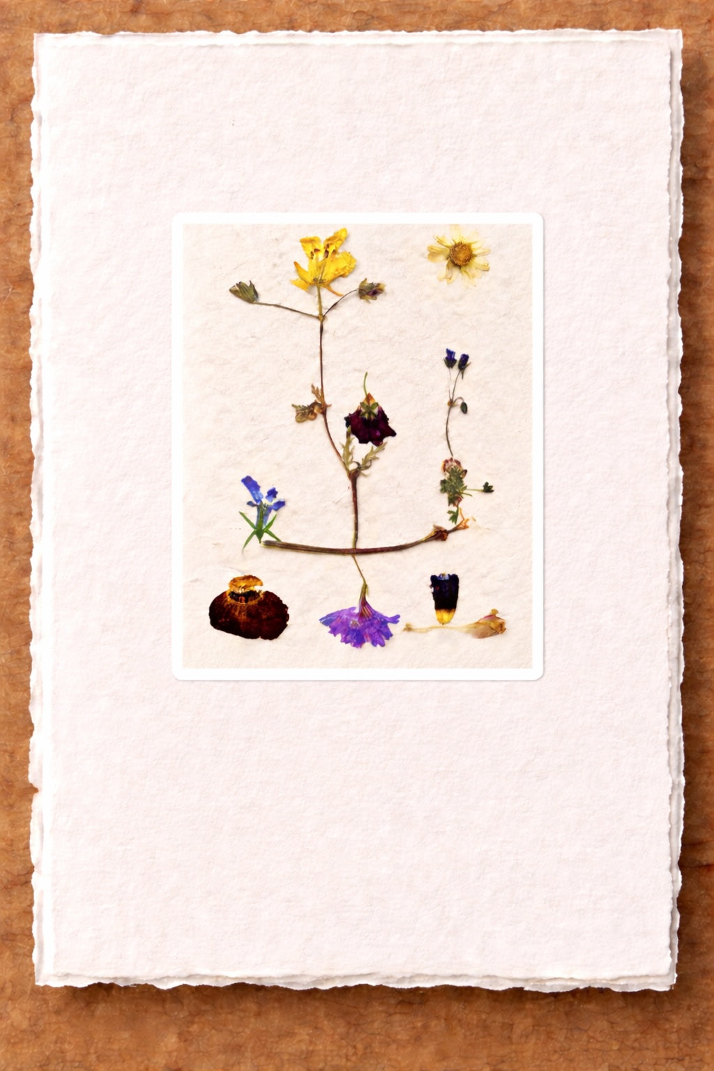 Pressed Nature Card Series by Raylene