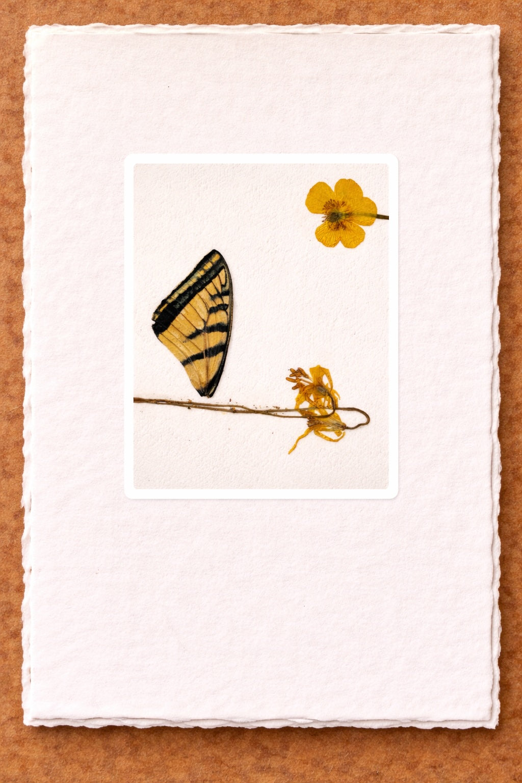 Pressed Nature Card Series by Raylene